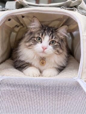 Sherpa Cream Canvas Pet Carrier